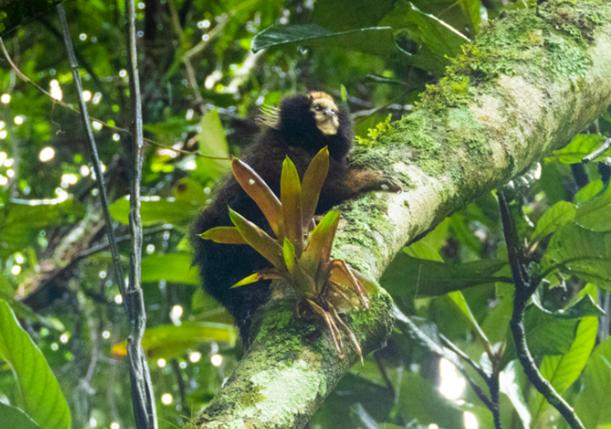 Amea Ado De Extin O Sagui Da Serra Escuro Fotografado No Parque